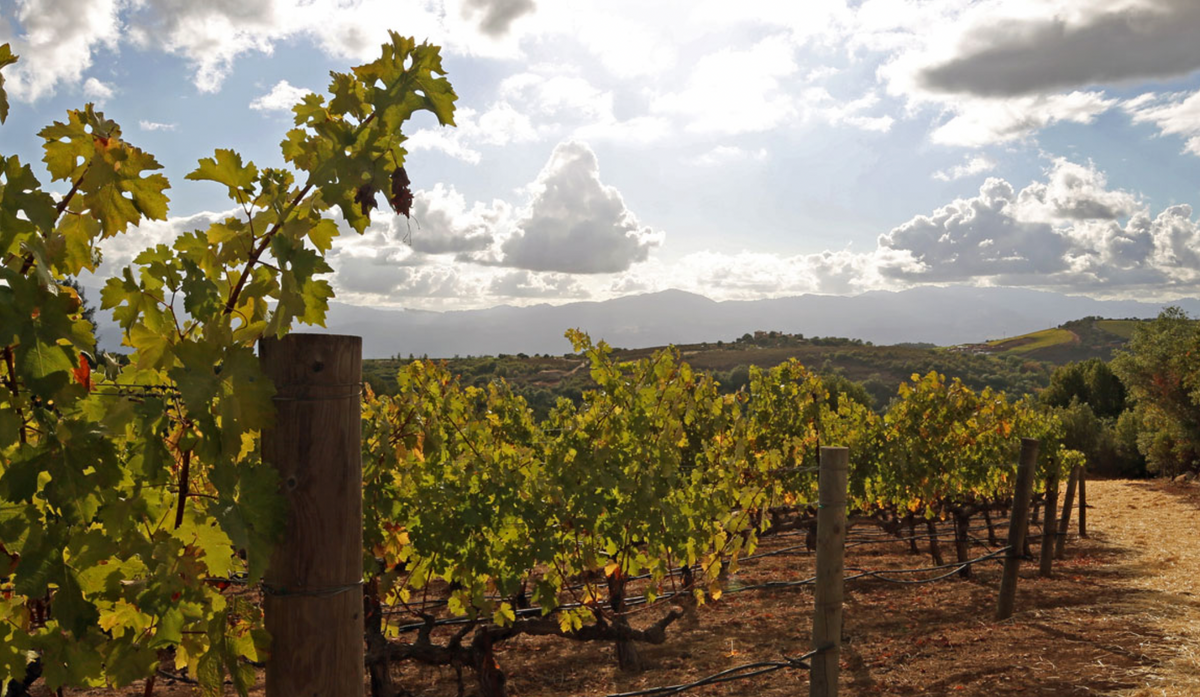 Cloud View 2004 Napa Valley 現Continuum Tim Mondavi's 99-Point Continuum! — Vin Chicago