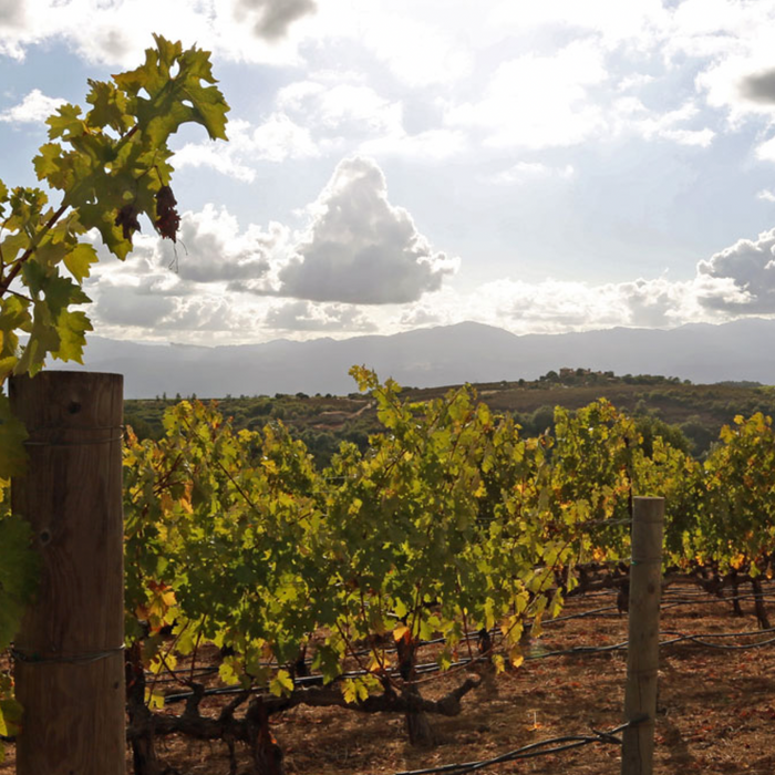 Tim Mondavi's 99-Point Continuum!