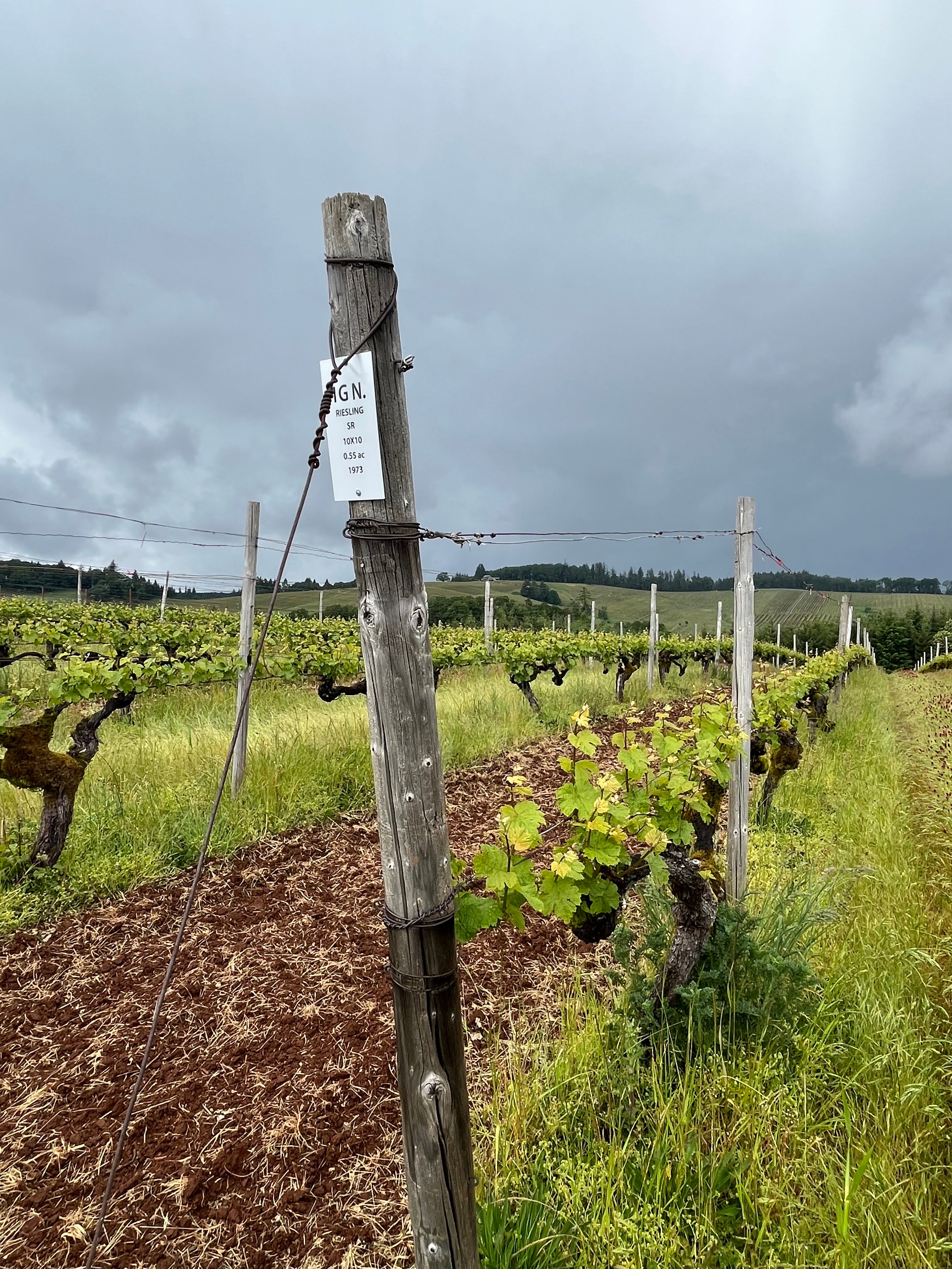 Martin Woods "Hyland Vineyard" McMinnville Riesling 2022