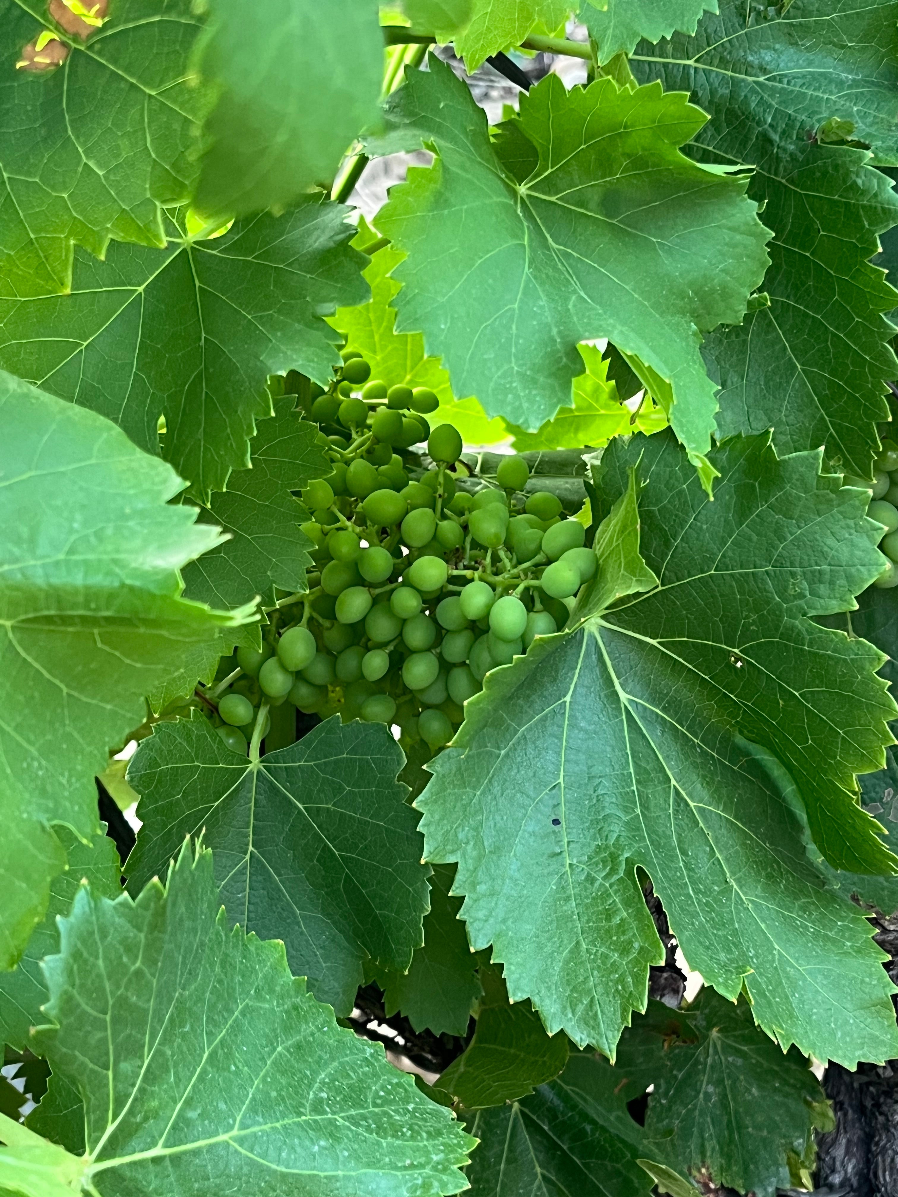 Domaine Font de Courtedune "Vieilles Vignes" Côtes du Rhône 2022