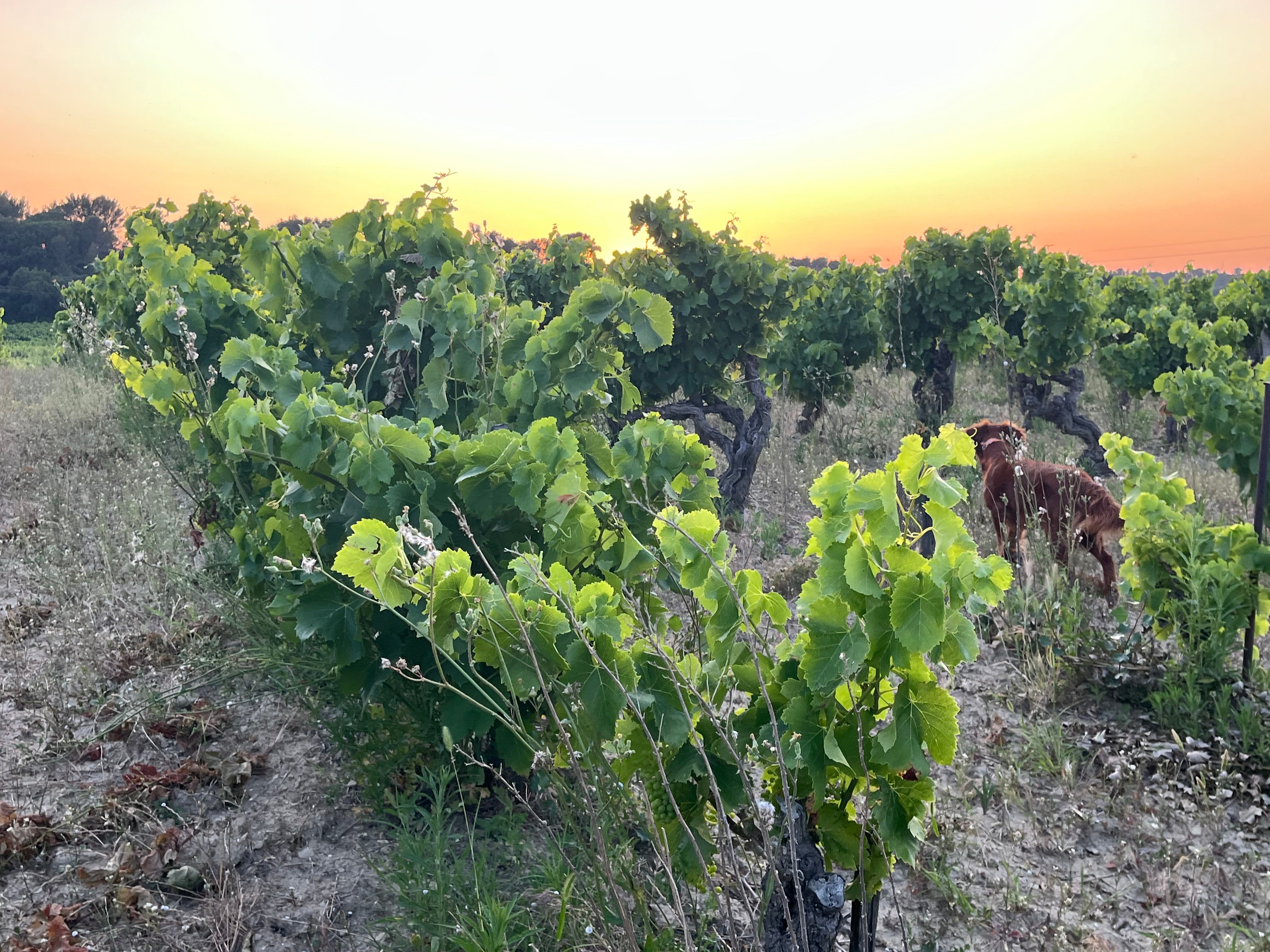 Domaine Font de Courtedune "Vieilles Vignes" Côtes du Rhône 2022